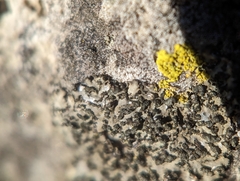 Phaeophyscia