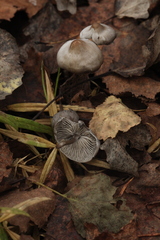 Tephrocybe rancida