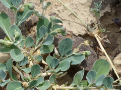 Corbichonia decumbens
