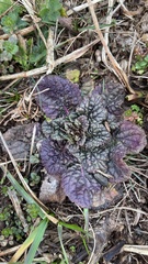 Salvia lyrata