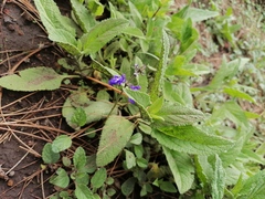 Salvia prunelloides