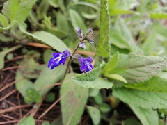 Salvia prunelloides