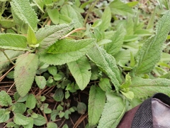 Salvia prunelloides