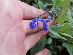 Salvia prunelloides