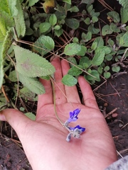 Salvia prunelloides