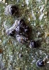 Littorininae