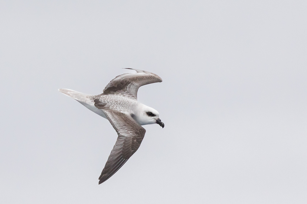 White-headed Petrel photo
