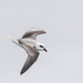 White-headed Petrel - Photo (c) James Bennett, some rights reserved (CC BY-NC), uploaded by James Bennett