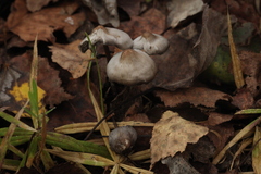 Tephrocybe rancida