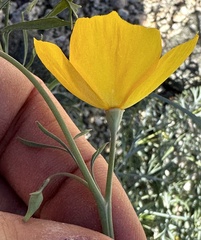 Eschscholzia papastillii