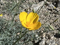 Eschscholzia papastillii