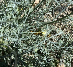 Eschscholzia papastillii