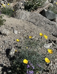 Eschscholzia papastillii