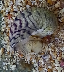 Nerita peloronta