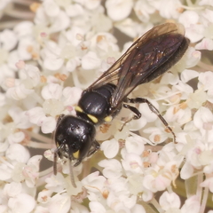 Hylaeus capitosus
