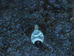 Pilobolus roridus
