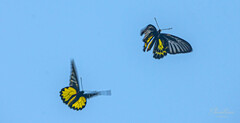 Troides minos