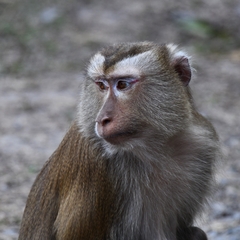 Macaca leonina