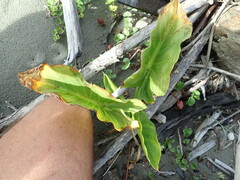 Zantedeschia aethiopica