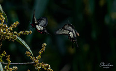 Pachliopta pandiyana