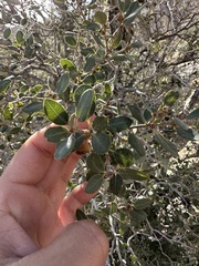 Quercus cornelius-mulleri