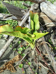 Zantedeschia aethiopica
