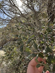 Quercus cornelius-mulleri