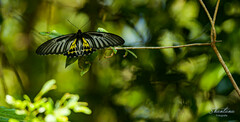 Troides minos