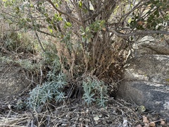 Quercus cornelius-mulleri