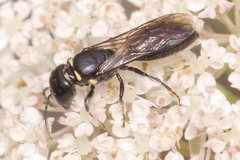 Hylaeus capitosus