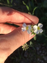 Physaria purpurea