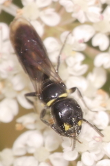 Hylaeus capitosus
