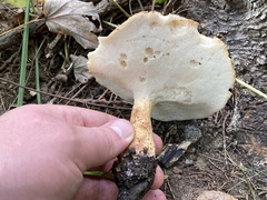 Polyporus radicatus