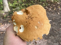 Polyporus radicatus