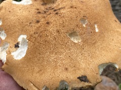 Polyporus radicatus