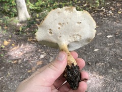 Polyporus radicatus