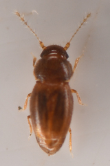 Ptiliidae