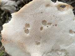 Polyporus radicatus