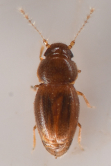 Ptiliidae
