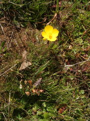 Eschscholzia lobbii