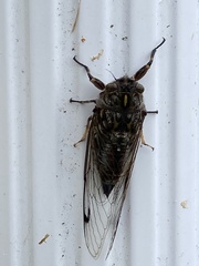 Amphipsalta cingulata