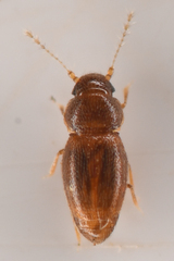 Ptiliidae