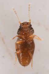 Ptiliidae