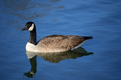 Branta canadensis