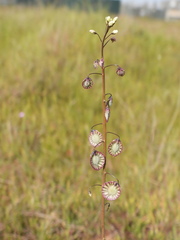 Thysanocarpus radians