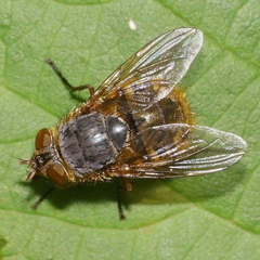 Calliphora hilli