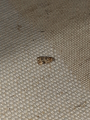Lobesia botrana