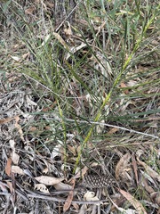 Macrozamia pauli-guilielmi