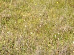 Thysanocarpus radians