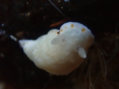 Goniobranchus epicurius
